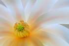 Washington State-Seabeck Close-up of tulip magnolia blossom Art Print